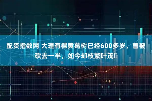 配资指数网 大理有棵黄葛树已经600多岁，曾被砍去一半，如今却枝繁叶茂‌